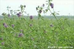 野菜苜蓿草的功效与作用及食用方法，可利