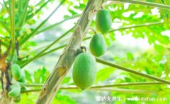 野木瓜泡水喝的十大功效，女人喝了可以美