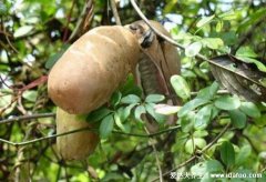 野香蕉是什么水果图片，野香蕉的功效与作