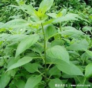 野生洋姜图片大全，女人吃洋姜好处及功效