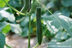 一根200克黄瓜的热量是30大卡,黄瓜减肥法一