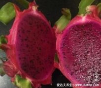 一天一个火龙果的危害，经期女性要小心影